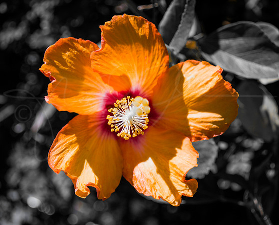 Flower Hibiscus Orange