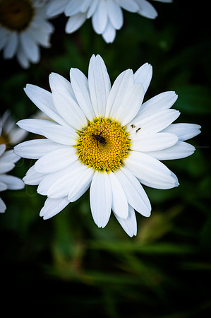 Flower Daisy Michigan insect