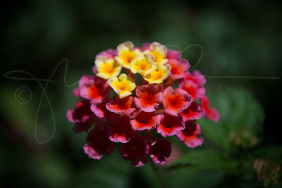 flower tiny cluster