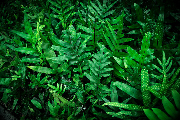 Fern Plant