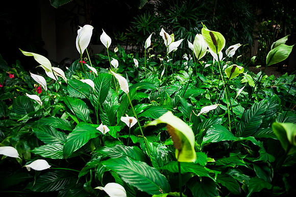 Lily SweetPea Sweet Pea Flower