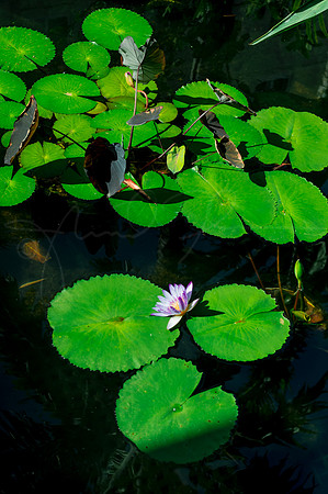 Lilypad Lily Pad LotusBlossom Lotus Blossom Honolulu Hawaii Flower