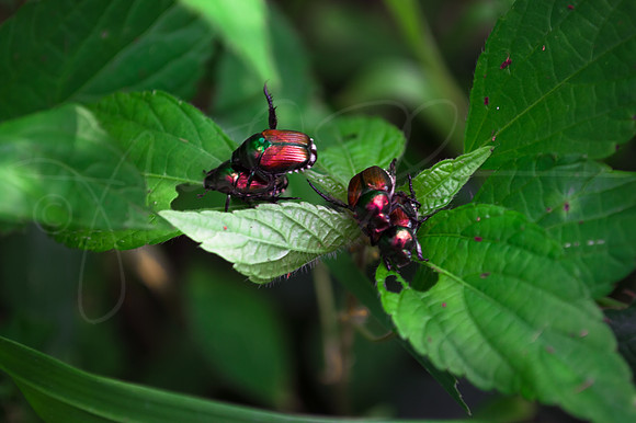 Beetles beetle Potato