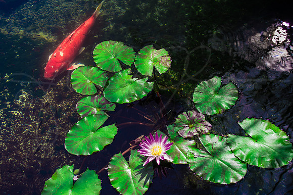 Honolulu Hawaii Koi Pond Lily Lotus Pad