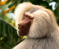 Fauna