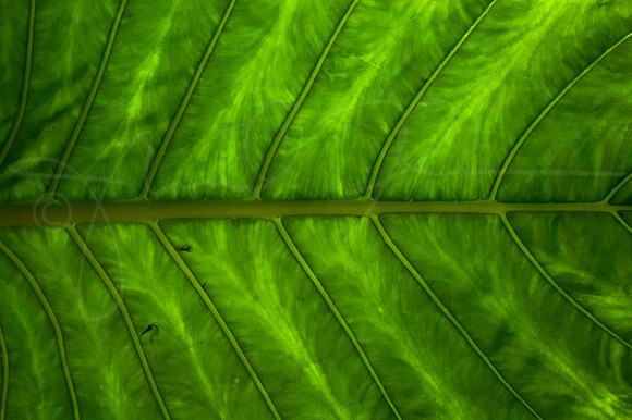 Elephant Ear Hawaii