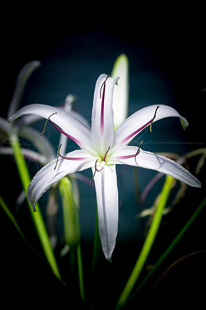 Flower QueenEmmaLily Queen Emma Lily Crinum Hawaii Honolulu