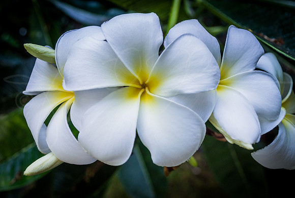Hawaii Plumeria White Yellow