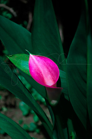 Flower Cala Lily Calalily Magenta