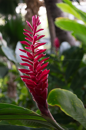 Hawaii TorchGinger Torch Ginger Red Flower