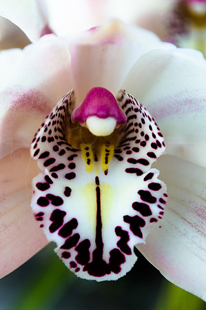 Orchid Cymbidium