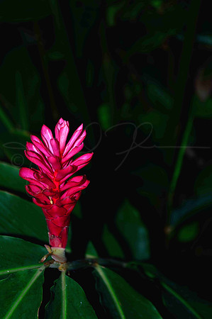 Hawaii TorchGinger Torch Ginger Red Flower