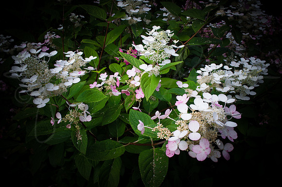 Flower PanicleHydrangea Hydrangea Panicle