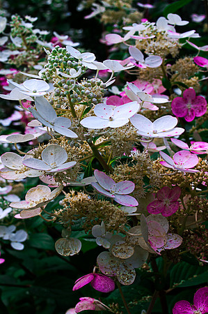 Flower PanicleHydrangea Hydrangea Panicle