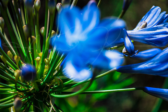 Agapanthus Lilyofthenile Lily Nile Blue Flower