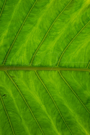 Elephant Ear Hawaii Elephantear
