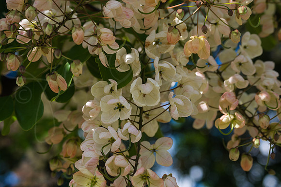 Hawaii Flower Tree