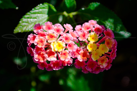 Flower Tiny Cluster TinyCluster