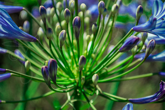 Lily LilyoftheNile Nile Agapanthus