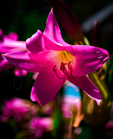 Lily Magenta